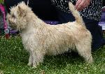 Cães