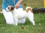 Cães