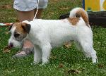 Cães