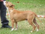 Cães
