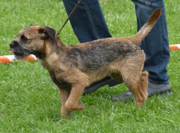 Border Terrier