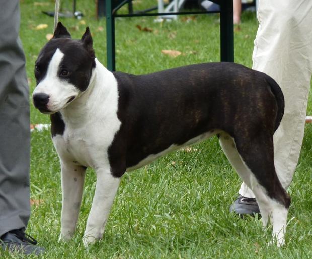American Staffordshire Terrier