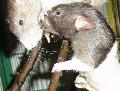 Ratazanas