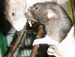 Ratazana <i>(Rattus norvegicus)</i>