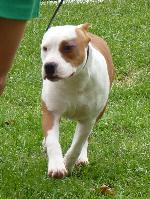 American Staffordshire Terrier