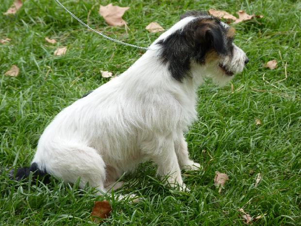 Jack Russel Terrier
