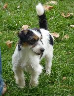 Cães