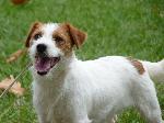 Cães