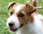 Cães