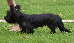 Cães