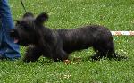 Cães