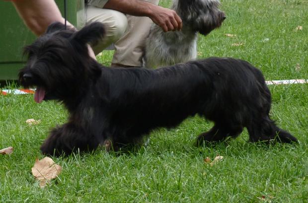 Skye Terrier