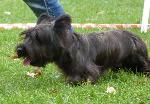 Cães