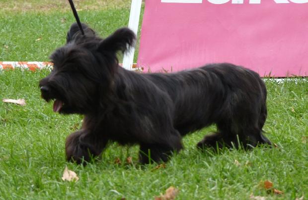 Skye Terrier