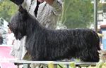 Cães