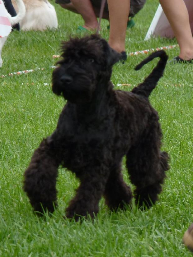 Kerry Blue Terrier