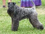 Cães