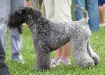 Cães