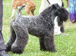 Cães