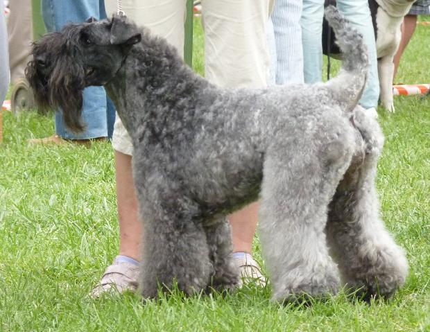 Kerry Blue Terrier