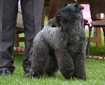 Cães