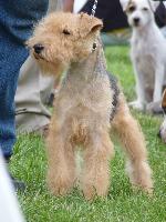 Cães