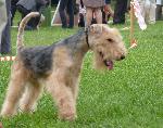 Cães