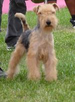 Cães