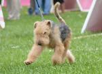Cães