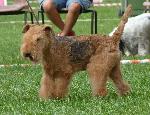 Cães