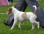 Cães
