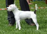 Cães