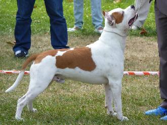 Criadores de cães American Staffordshire Terrier