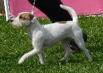 Cães