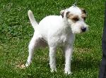 Cães