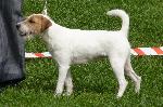 Cães