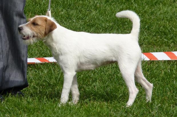 Parson Russel Terrier