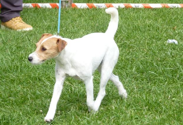 Parson Russel Terrier