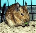 Degu