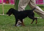 Cães