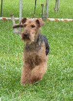 Cães