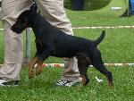Cães