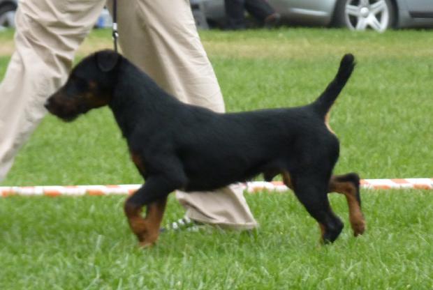 Deutscher Jagdterrier
