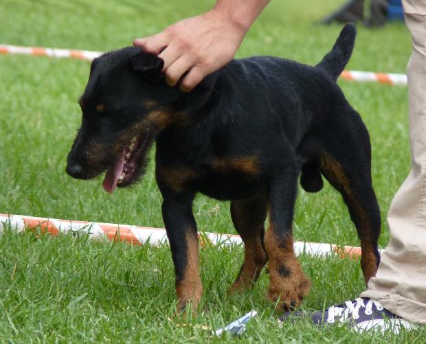 Deutscher Jagdterrier