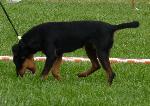 Cães