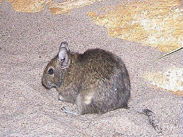 Degu