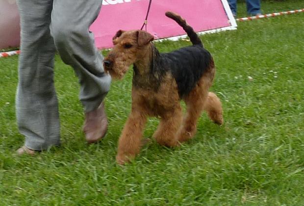 Welsh Terrier