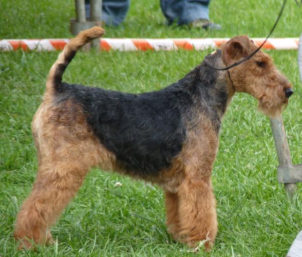 Welsh Terrier