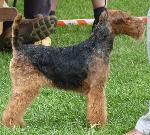 Cães