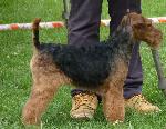 Cães